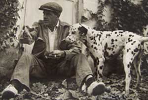 Dalmation