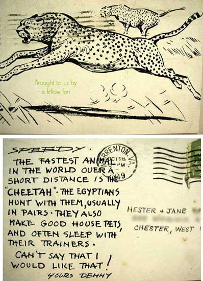 Cheetahs