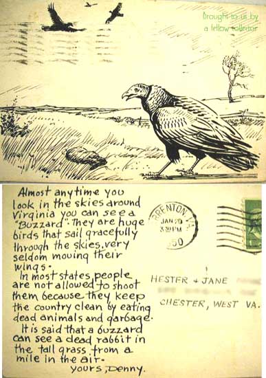 Buzzard