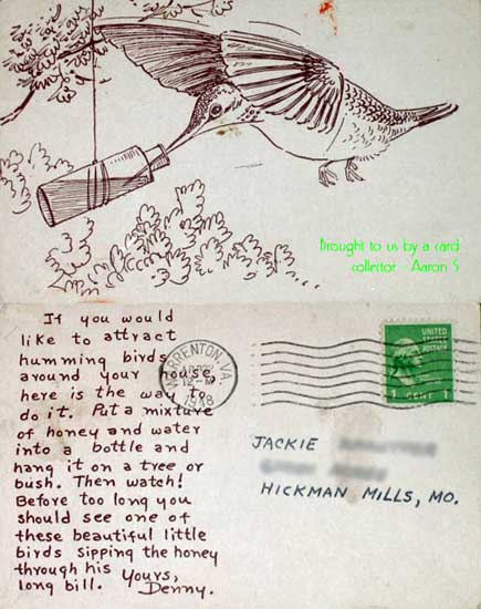 Hummingbird