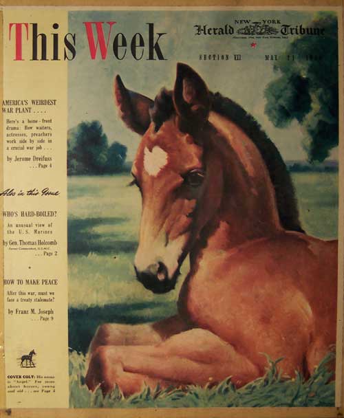 Foal