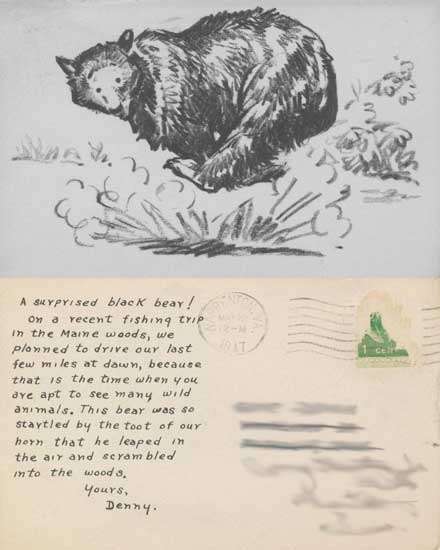bear