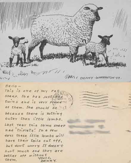 sheep