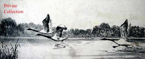 Swans