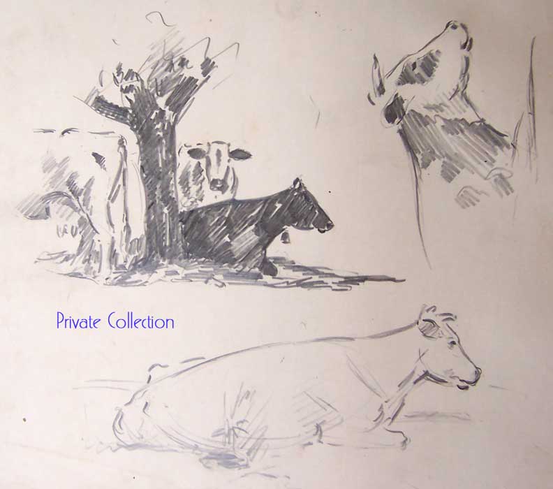 Cows
